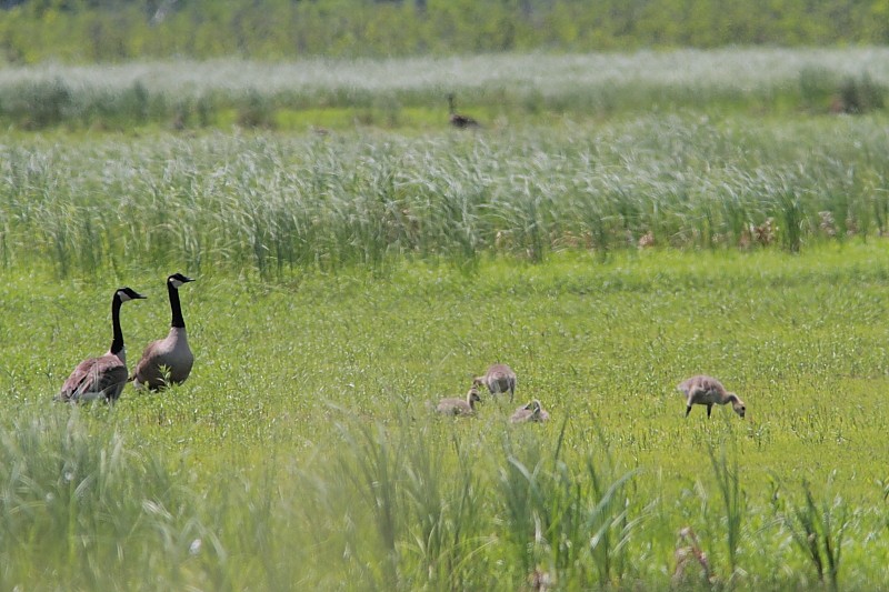 Canada Goose - Alain Deschamps