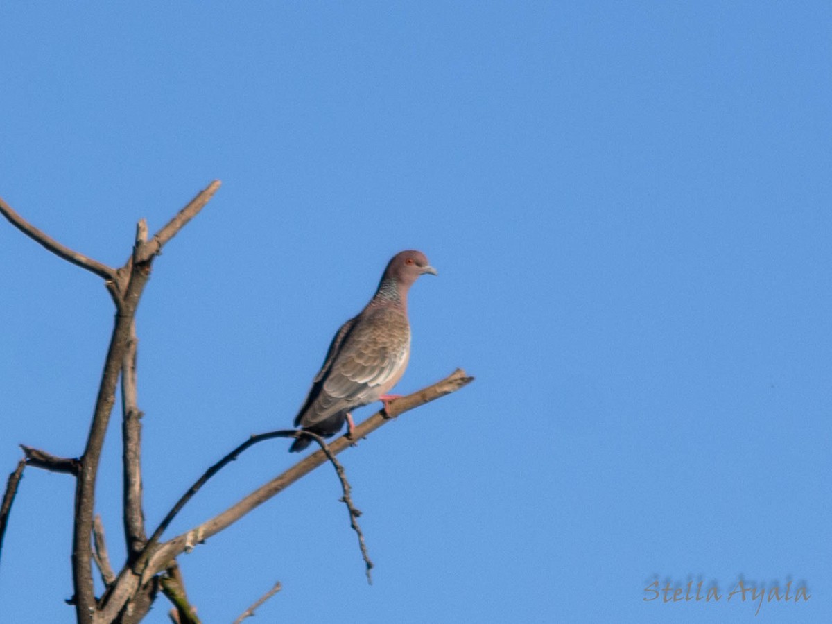 Picazuro Pigeon - ML104003071