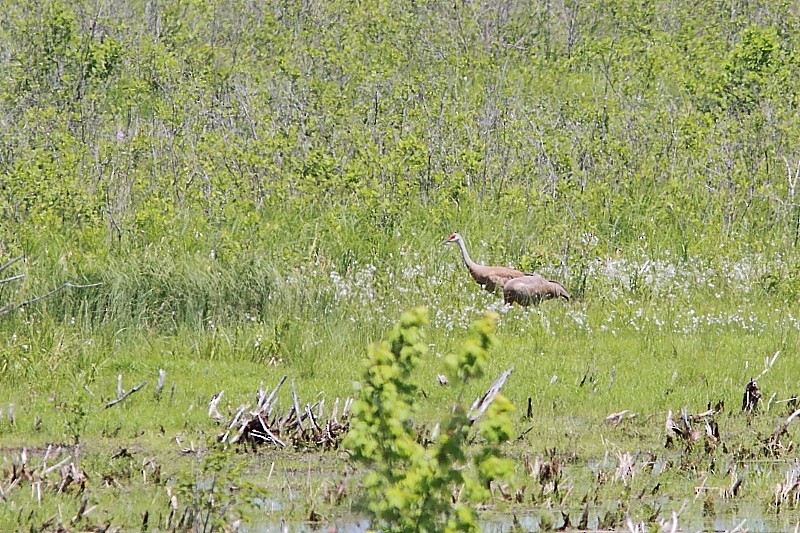 Sandhill Crane - Alain Deschamps