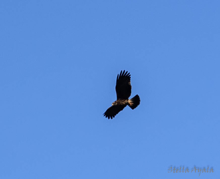 Schneckenbussard - ML104004361