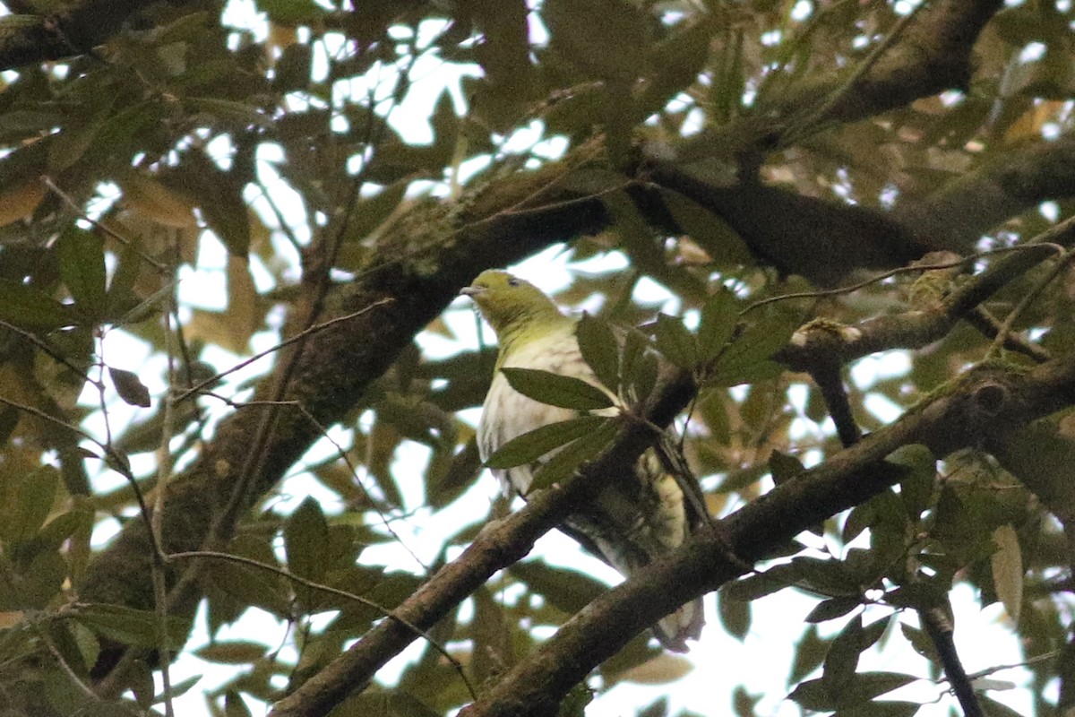 White-bellied Green-Pigeon - ML104005041