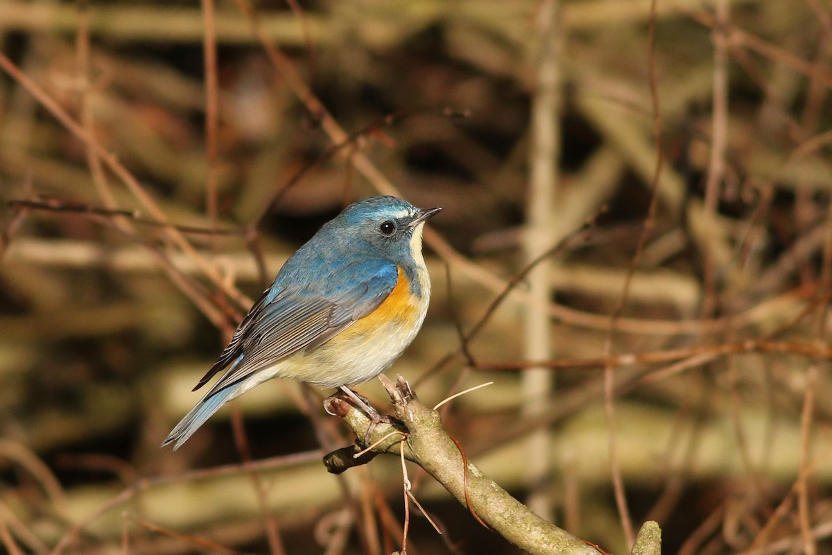 Red-flanked Bluetail - Nick Bonomo