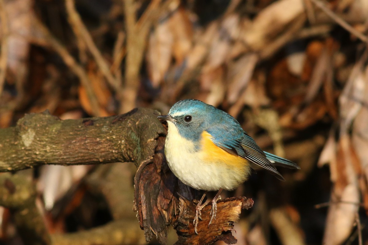 Red-flanked Bluetail - Nick Bonomo