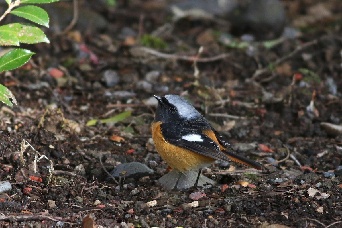 Daurian Redstart - ML104005341