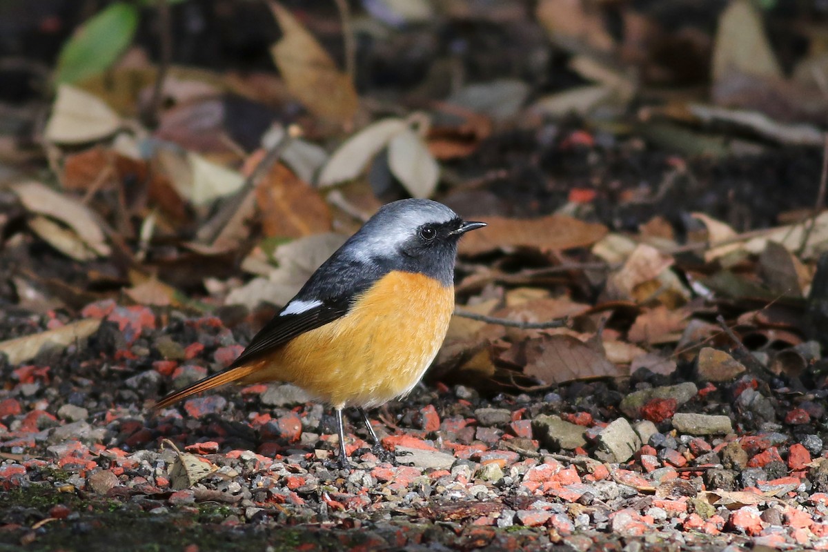 Daurian Redstart - ML104005351