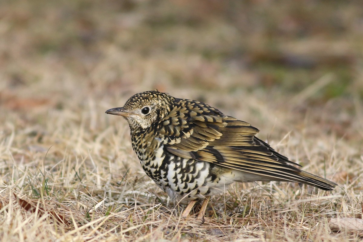 White's Thrush - Nick Bonomo