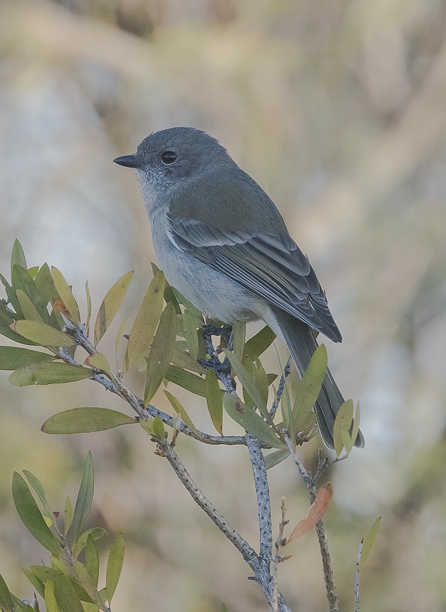 Golden Whistler - William Hall