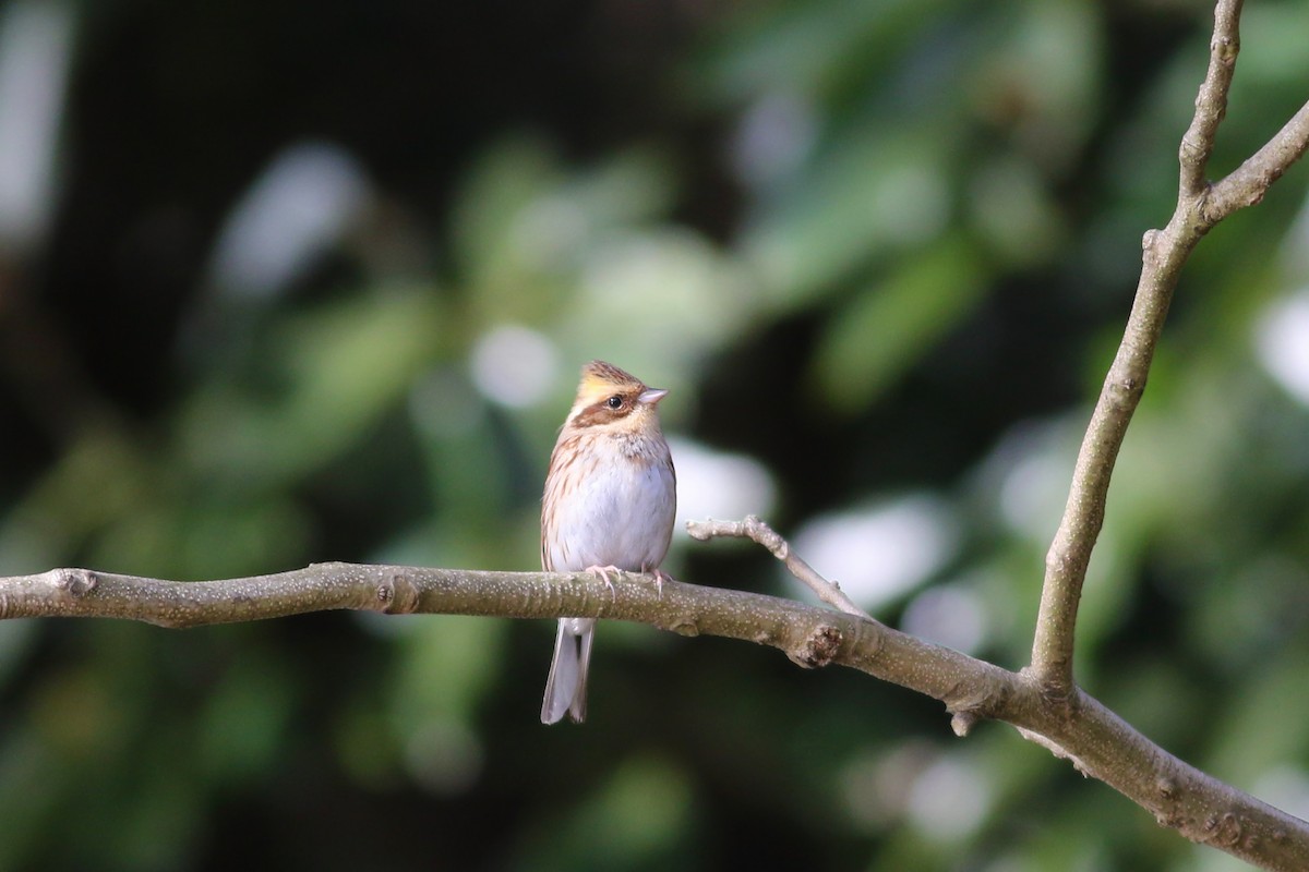 Yellow-throated Bunting - ML104005601