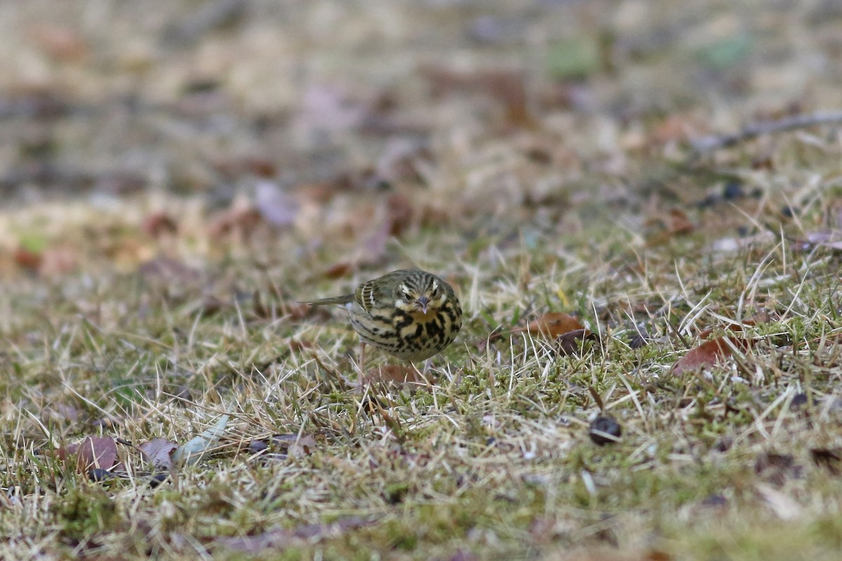 Olive-backed Pipit - Nick Bonomo