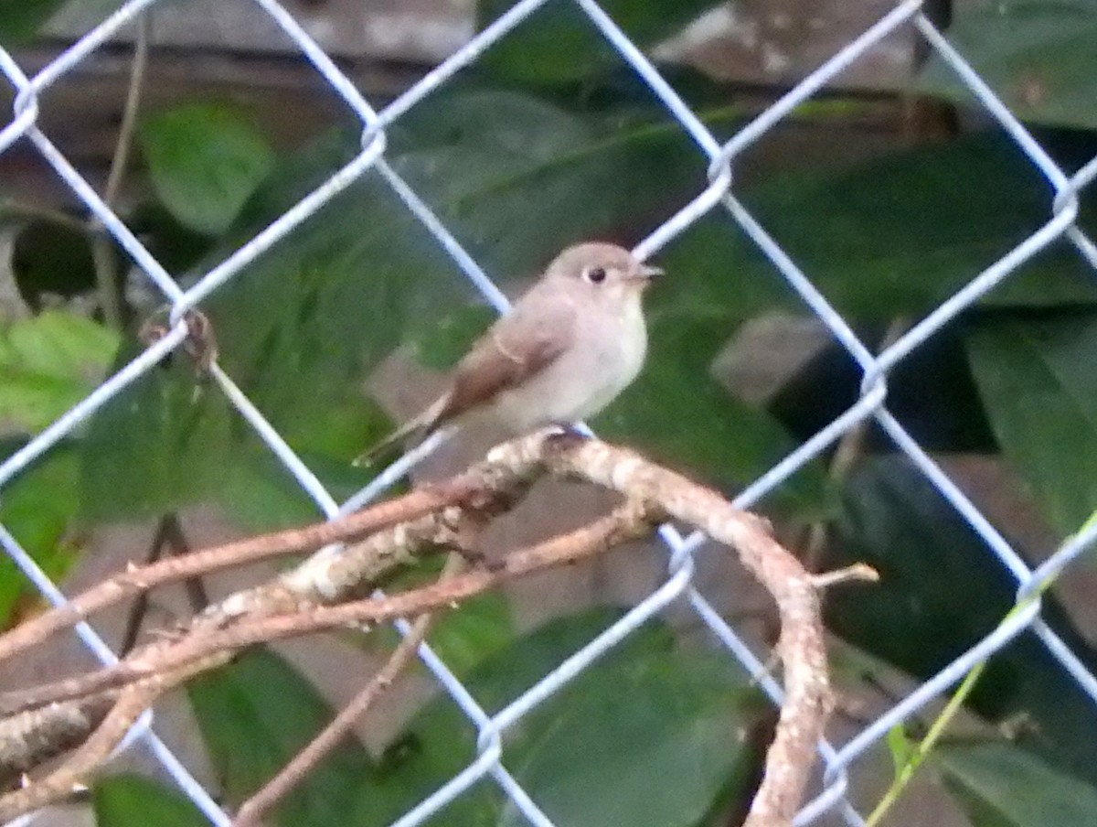 Asian Brown Flycatcher - ML104005951