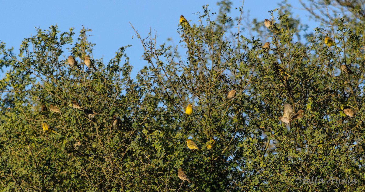 Saffron Finch - ML104006261