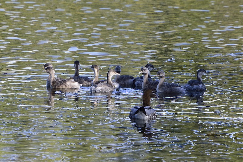 Hoary-headed Grebe - ML104007481