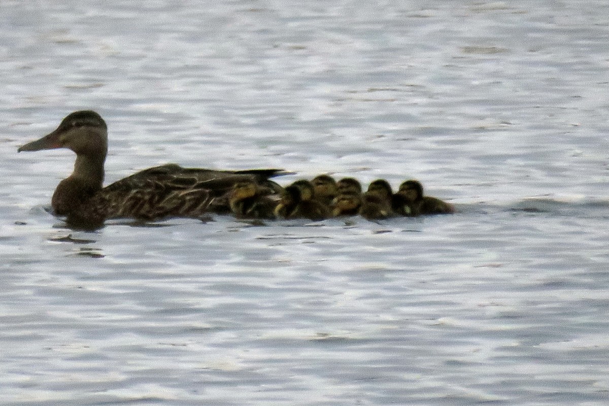 Canard colvert - ML104007601