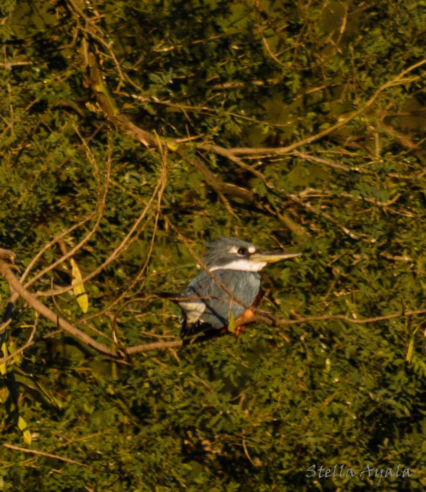 Ringed Kingfisher - ML104009541