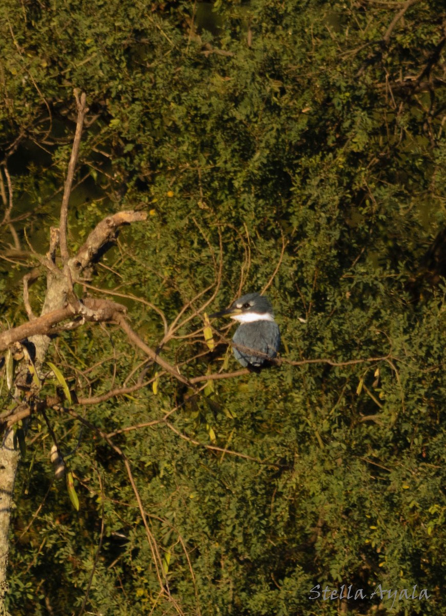 Ringed Kingfisher - ML104009561