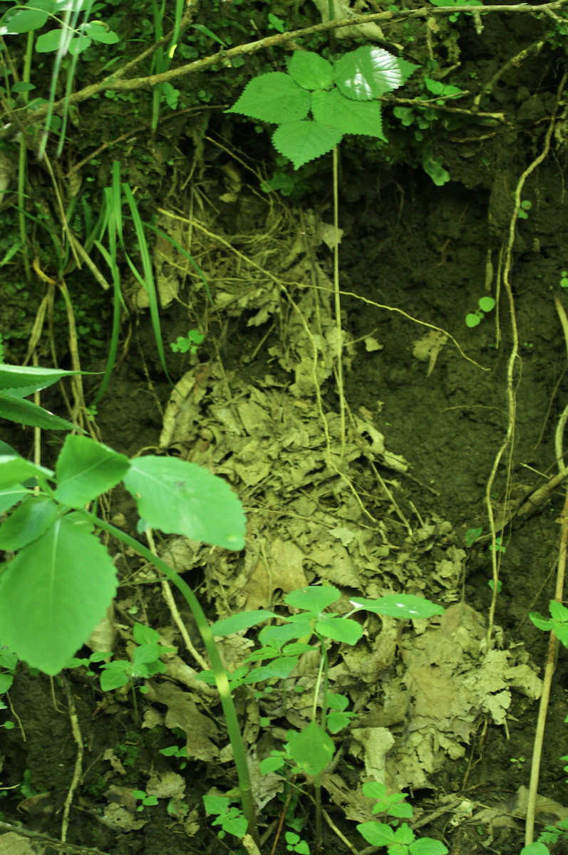 Louisiana Waterthrush - ML104010311