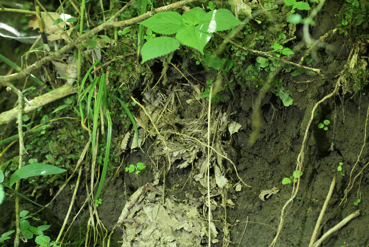 Louisiana Waterthrush - ML104010361