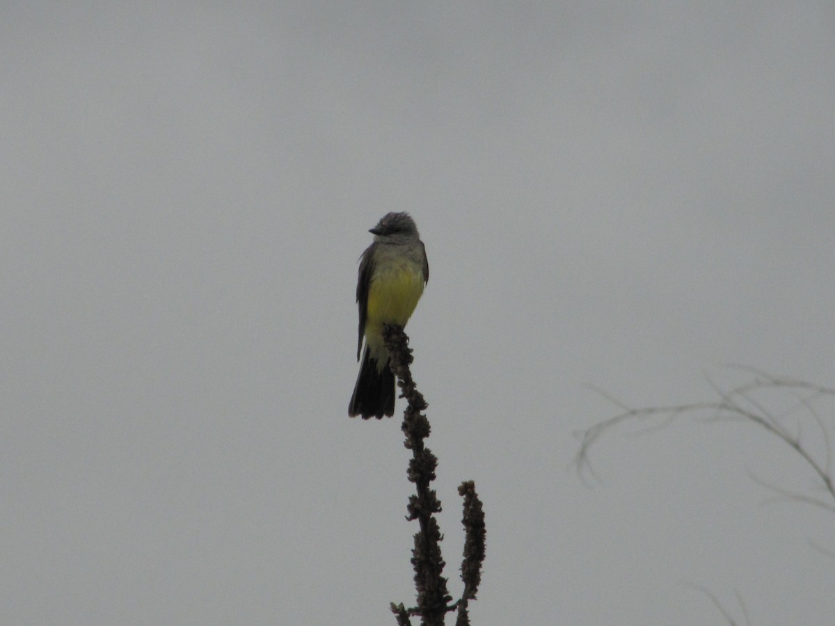 Western Kingbird - ML104010821