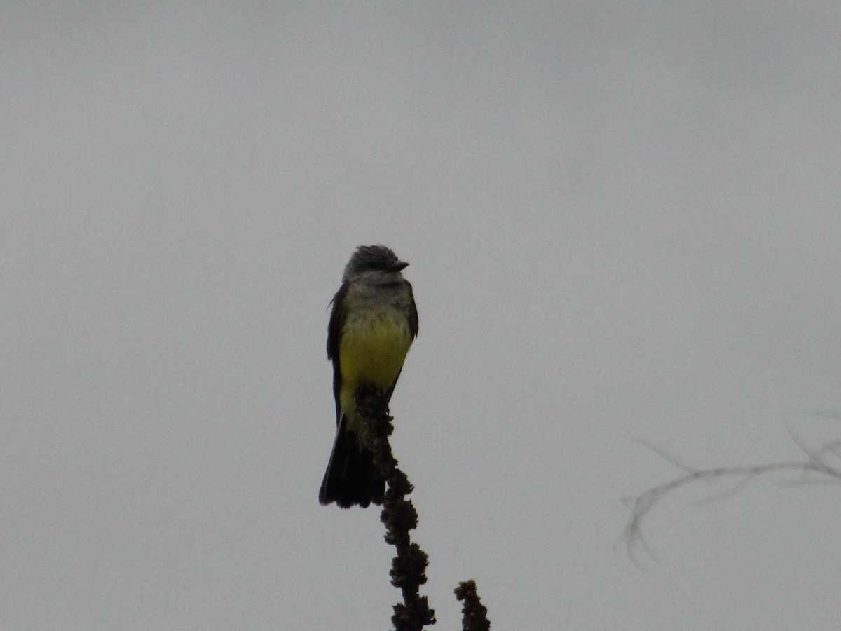 Western Kingbird - ML104010831