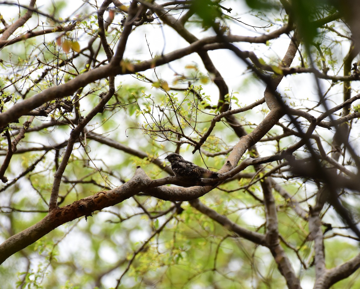 Jungle Nightjar - ML104010981