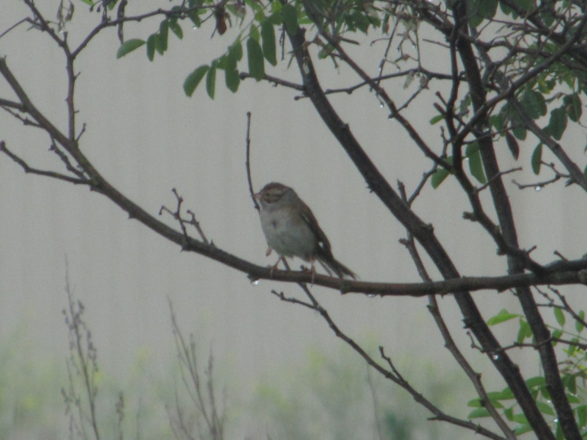 Clay-colored Sparrow - ML104011051