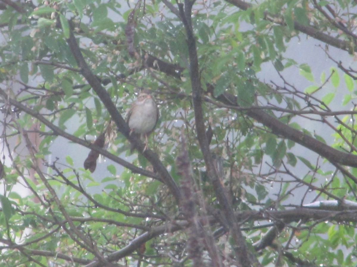 Clay-colored Sparrow - ML104011071