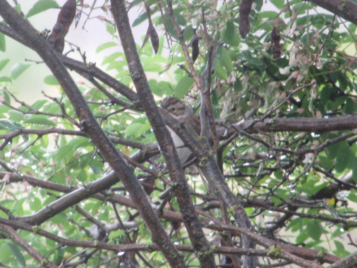 Clay-colored Sparrow - ML104011091