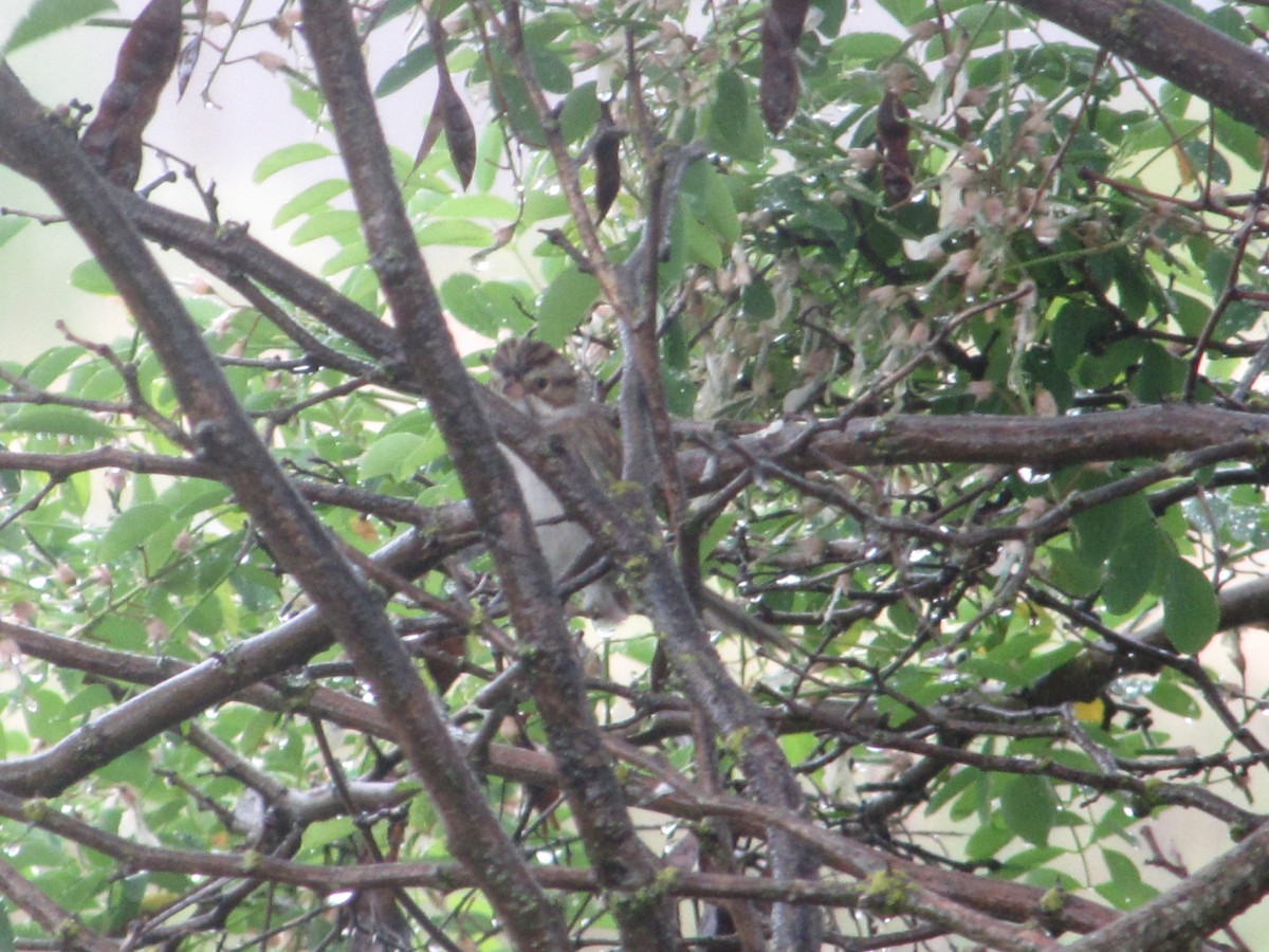 Clay-colored Sparrow - ML104011101