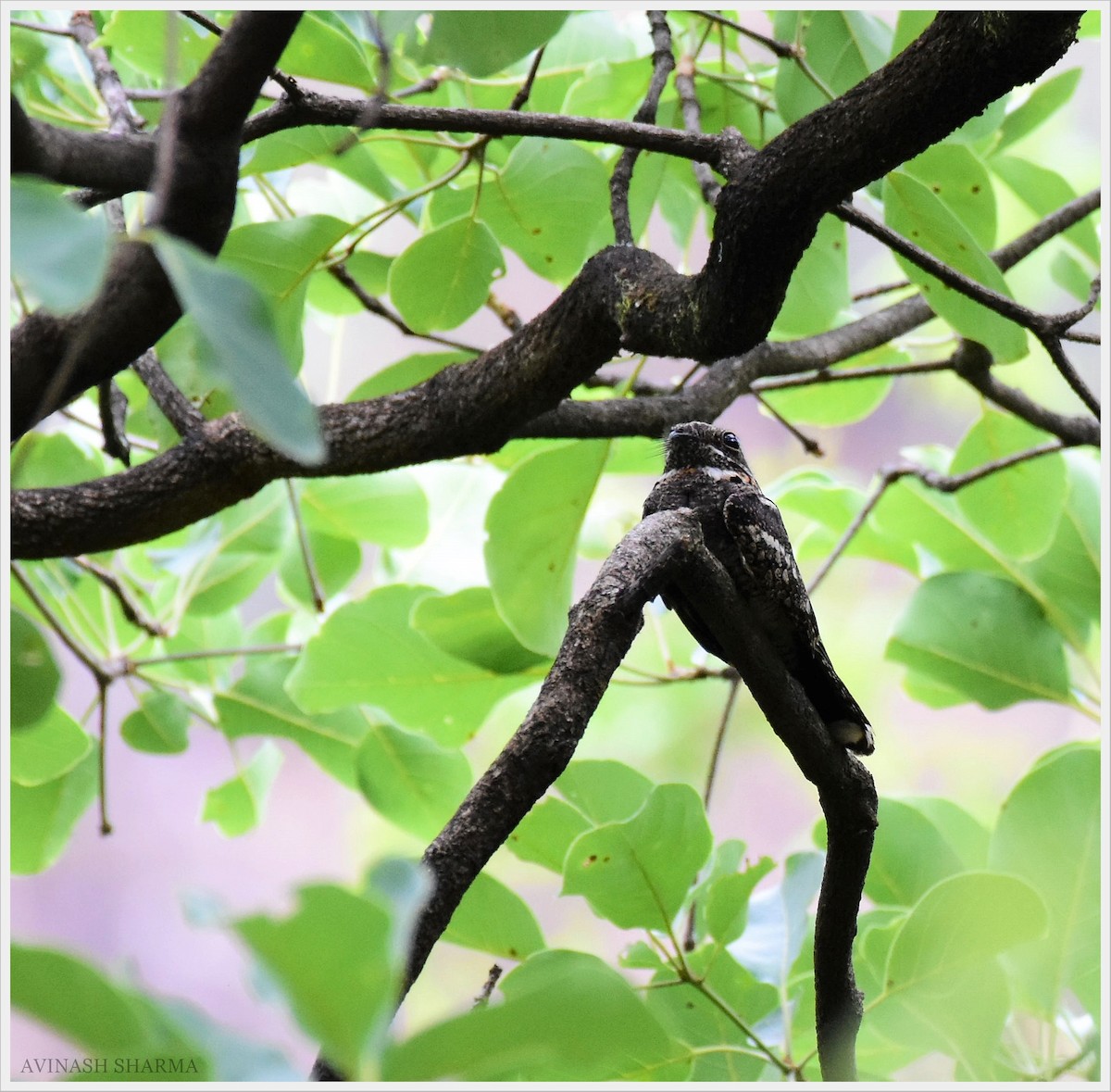 Jungle Nightjar - ML104011111