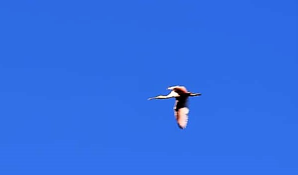 Roseate Spoonbill - ML104011821