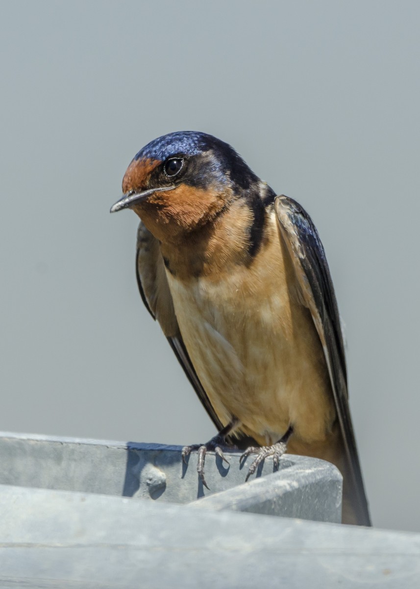 Barn Swallow - ML104013831