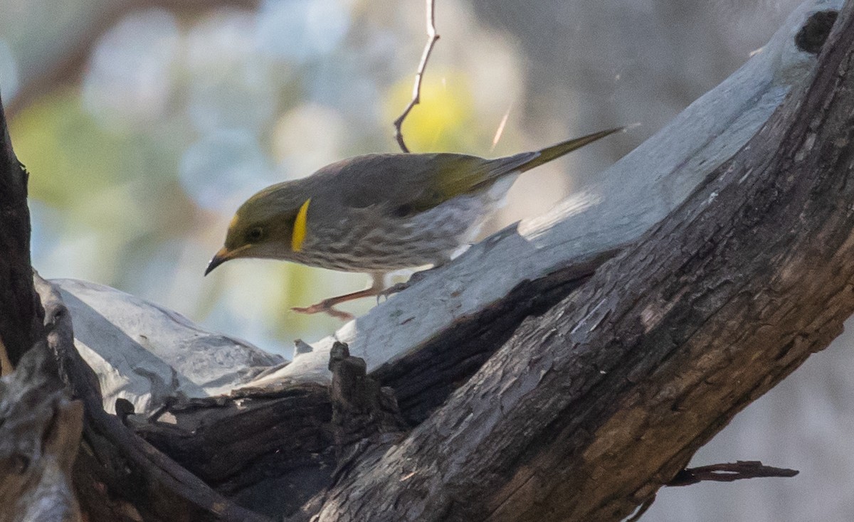 Yellow-plumed Honeyeater - ML104014551