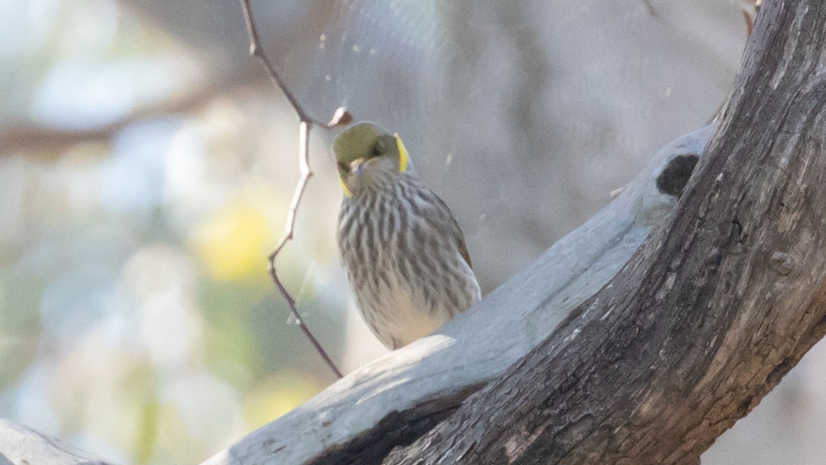 Yellow-plumed Honeyeater - ML104014561