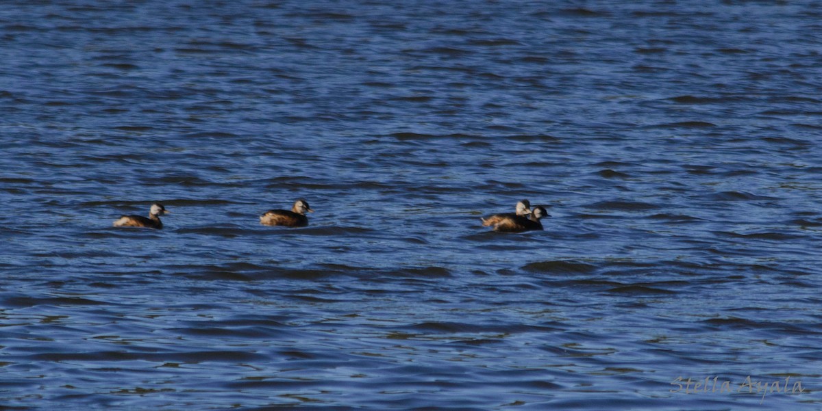 White-tufted Grebe - Stella Ayala