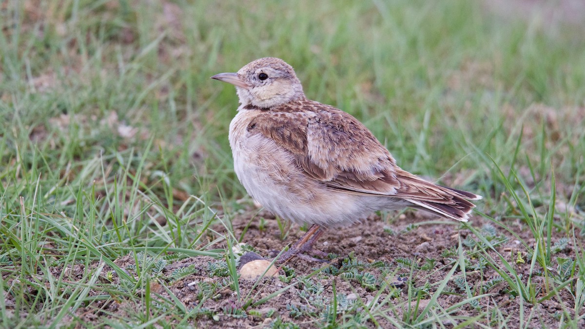 Tibetan Lark - ML104014961