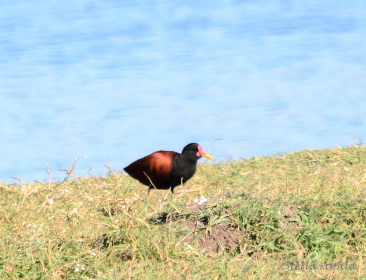 Wattled Jacana - ML104015961