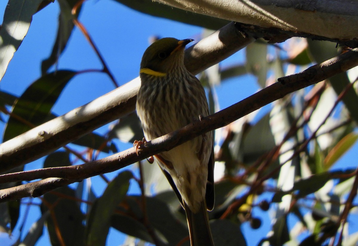 Yellow-plumed Honeyeater - ML104016081