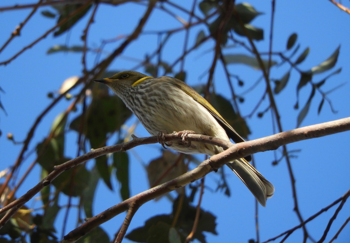 Yellow-plumed Honeyeater - ML104016431