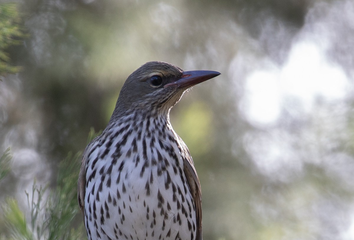 Olive-backed Oriole - ML104016721