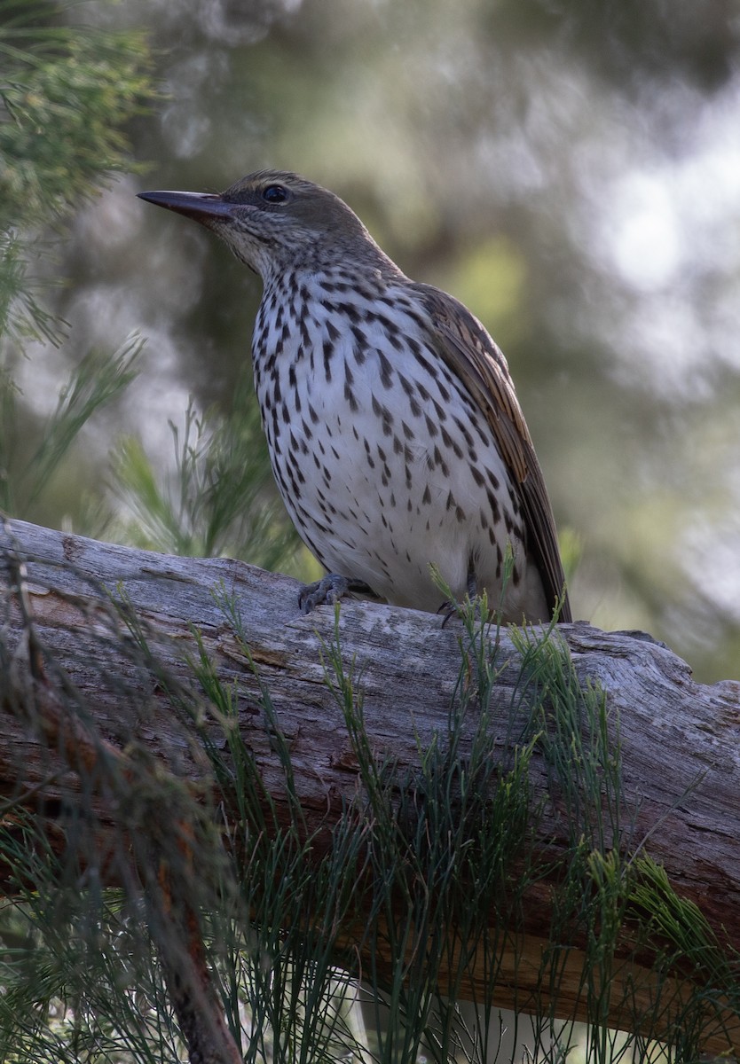 Olive-backed Oriole - ML104016821