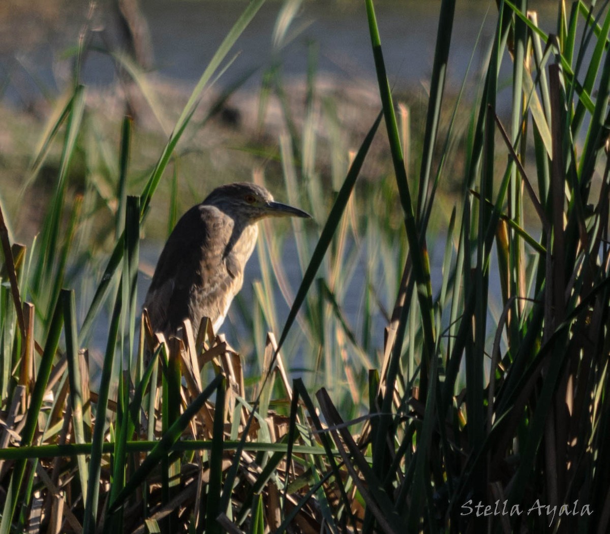 Rufescent Tiger-Heron - ML104017211