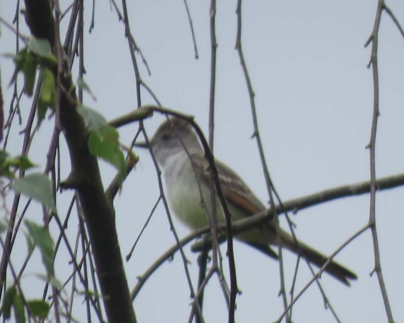 Ash-throated Flycatcher - ML104019021