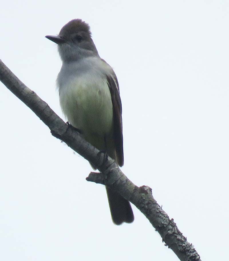 Ash-throated Flycatcher - ML104019041