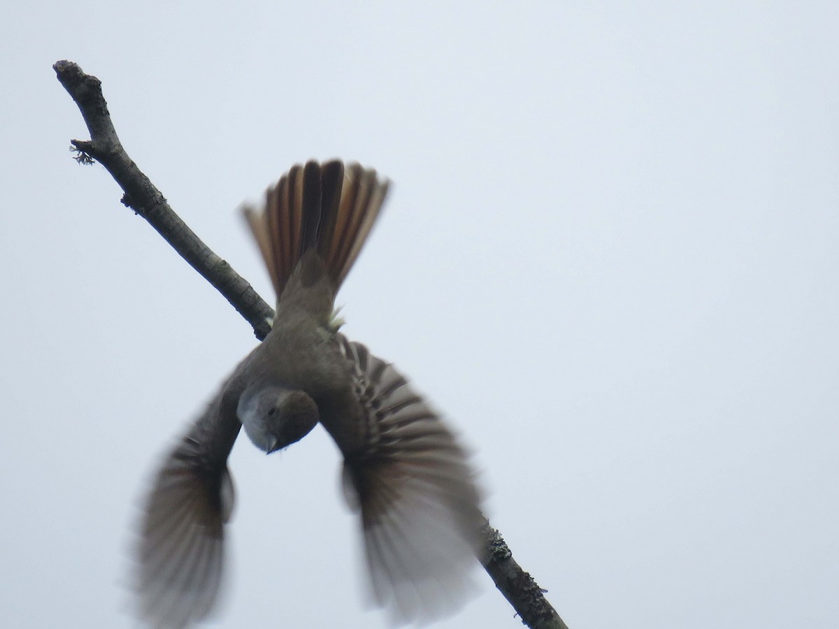 Ash-throated Flycatcher - ML104019061