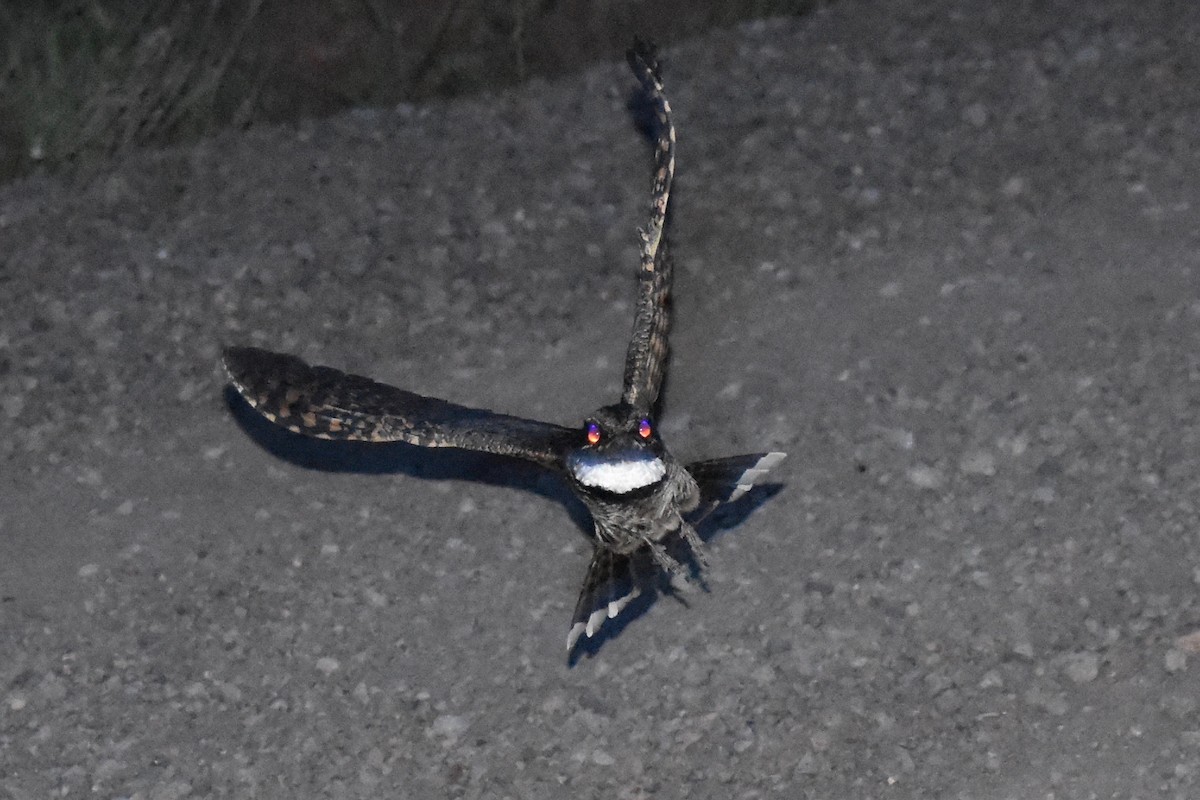 Common Poorwill - ML104021581