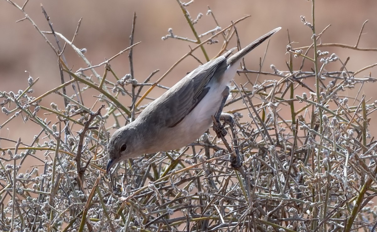 Gray Honeyeater - ML104021691