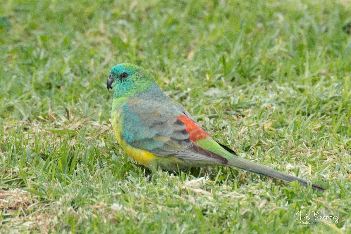 Red-rumped Parrot - ML104023331