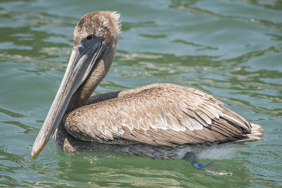 pelikán hnědý - ML104025401