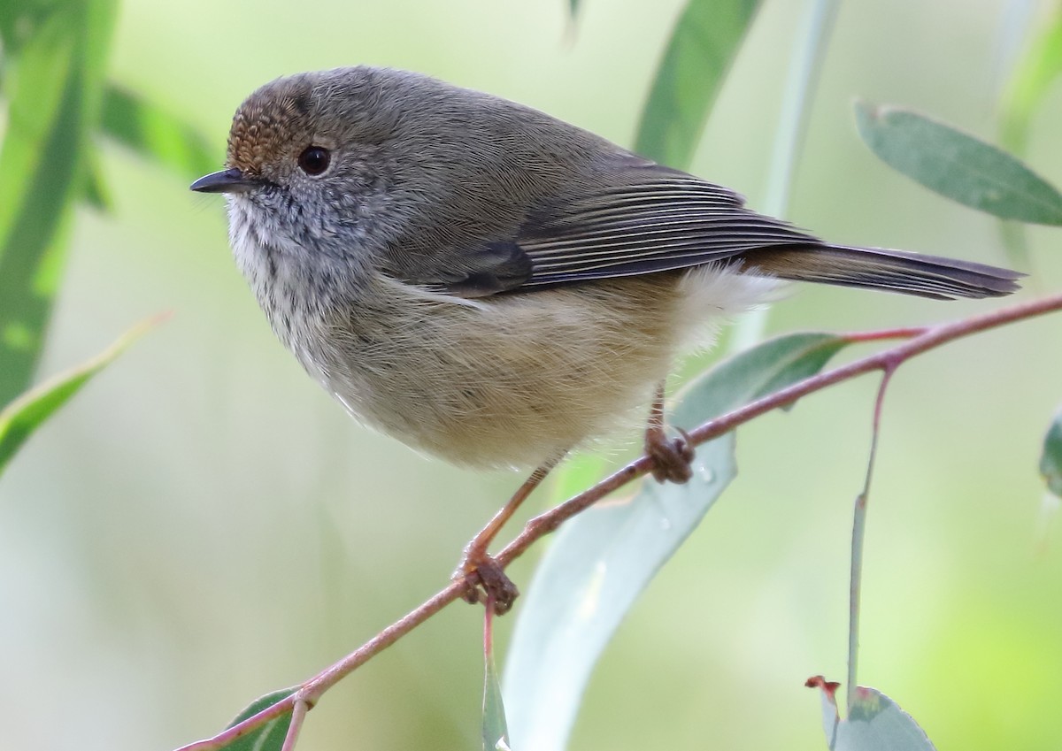 Brown Thornbill - ML104026771