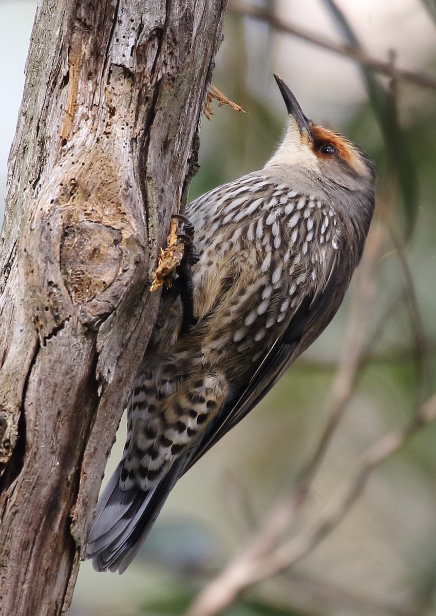 Red-browed Treecreeper - Michael Rutkowski